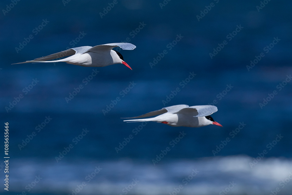 Obraz premium South American Tern (Sterna hirundinacea) feeding on the coast of Bleaker Island in the Falkland Islands