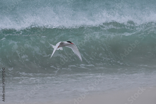 South American Tern (Sterna hirundinacea) feeding on the coast of Bleaker Island in the Falkland Islands photo