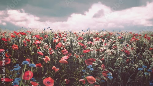 A lush meadow filled with red poppies and blue flowers stretches toward the horizon, set against a dramatic sky with fluffy clouds. The vibrant colors reflect a beautiful spring day.