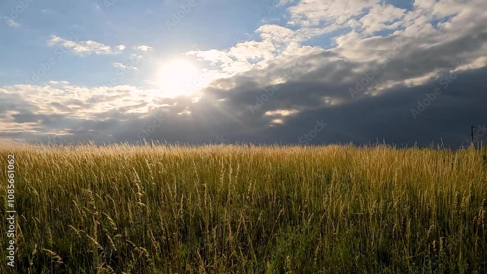 field of grass and sky. field of grass against clouds. Golden spikes of grass against dark clouds. Ukrainian landscape field of grass and sky. field of grass against clouds. Golden spikes of grass against dark clouds. Ukrainian landscape