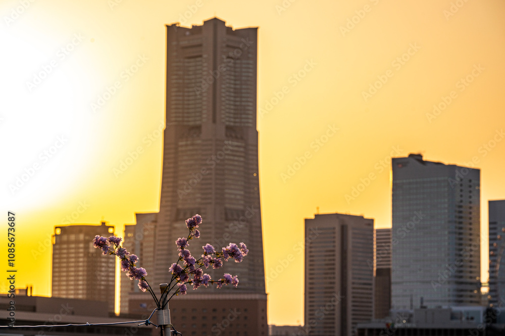 Cherry blossom or Sakura full bloom with sunset or sun rise Cityscape of Yokohama city, Skyline and office building in Minatomirai, Yokohama city port, Kanagawa, Japan