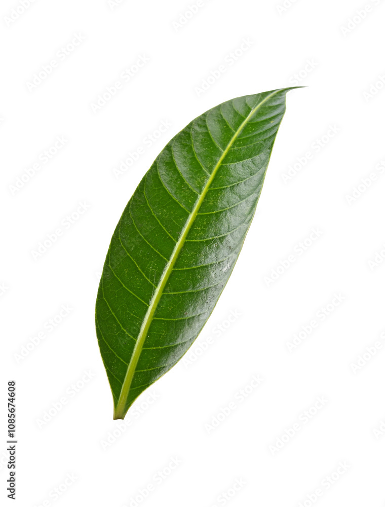 mango leaf, Mayongchid, Maprang leaf on transparent png. top mango leaf, Mayongchid, Maprang leaf on transparent png. top
