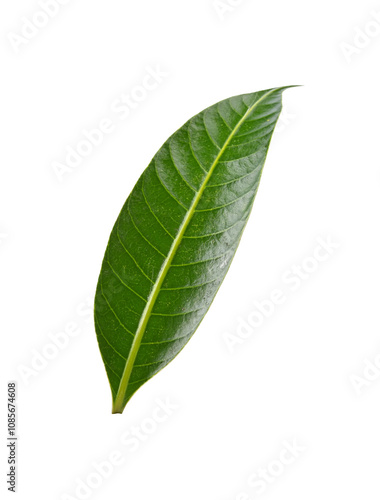 mango leaf, Mayongchid, Maprang  leaf on transparent png. top
