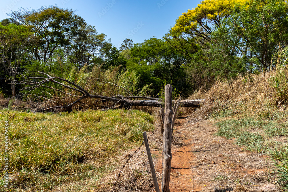Fototapeta premium Rural landscape with a dirt path surrounded by vegetation and dry grass with a fallen tree trunk, rustic fence made of barbed wire and wood.