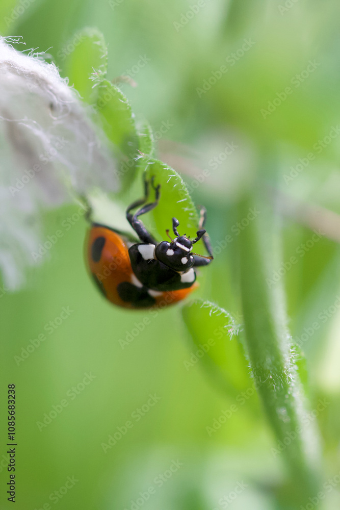 Fototapeta premium Coccinella septempunctata