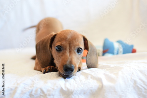 Fotografía Filhote de cachorro da raça dachshund num ensaio fotográfico com fundo branco
