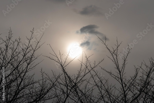 曇り空の夕暮　ぼんやりと照らす太陽光　木の枝の模様