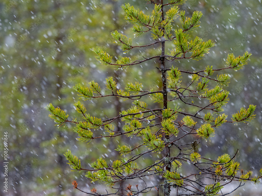 Fototapeta premium Spruce branches and rain drops in the forest in Karelia in a rainy day
