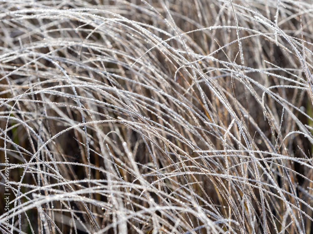 Ice crystals, frost on dry grass after a night frost in Republic of Karelia Ice crystals, frost on dry grass after a night frost in Republic of Karelia