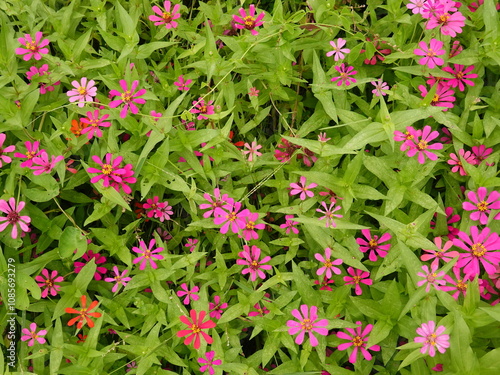 Wallpaper Mural Sunny summer day.In a flower bed in a large number various zinnias grow and blossom. Torontodigital.ca