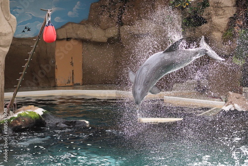 Delphine, Springen, Duisburger Zoo, Delphinarium photo