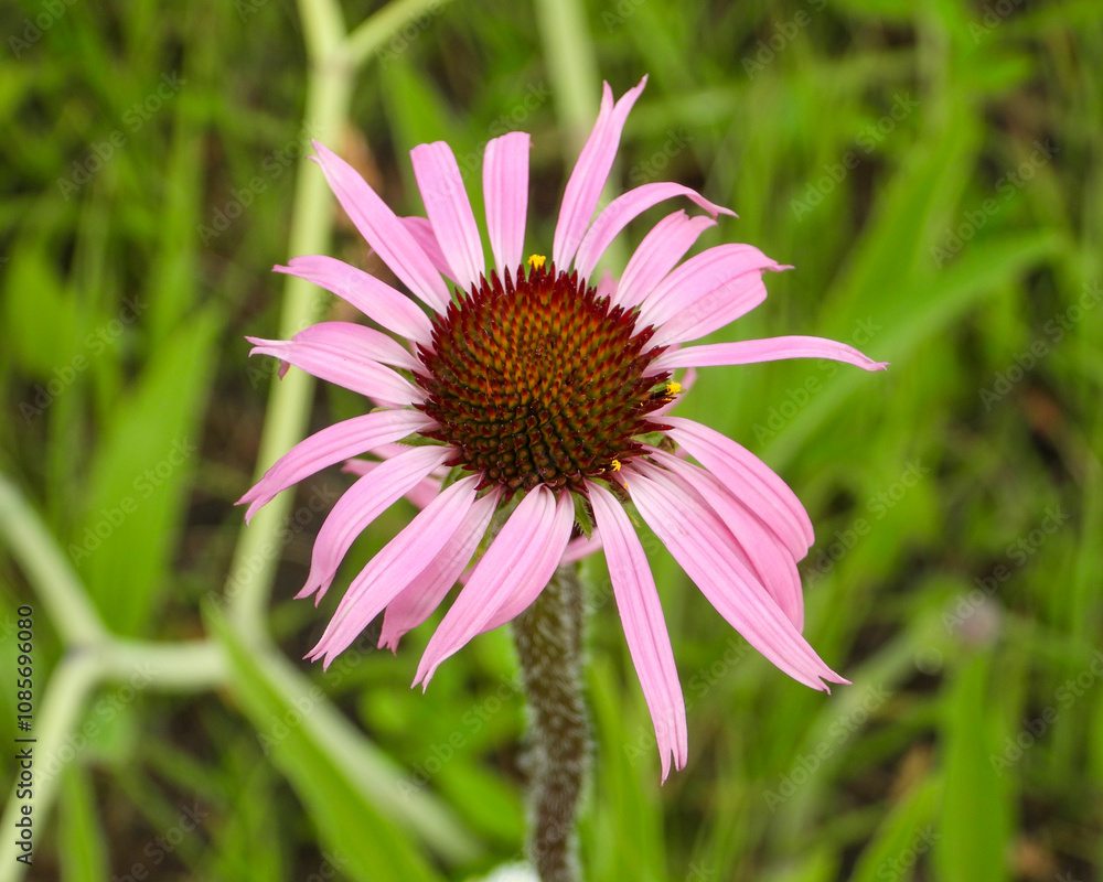 Obraz premium Echinacea pallida | Pale Purple Coneflower | Native North American Prairie Wildflower