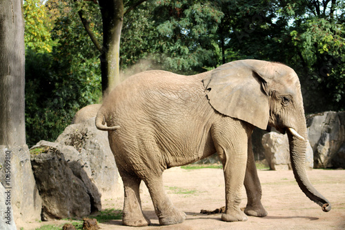 Elefant