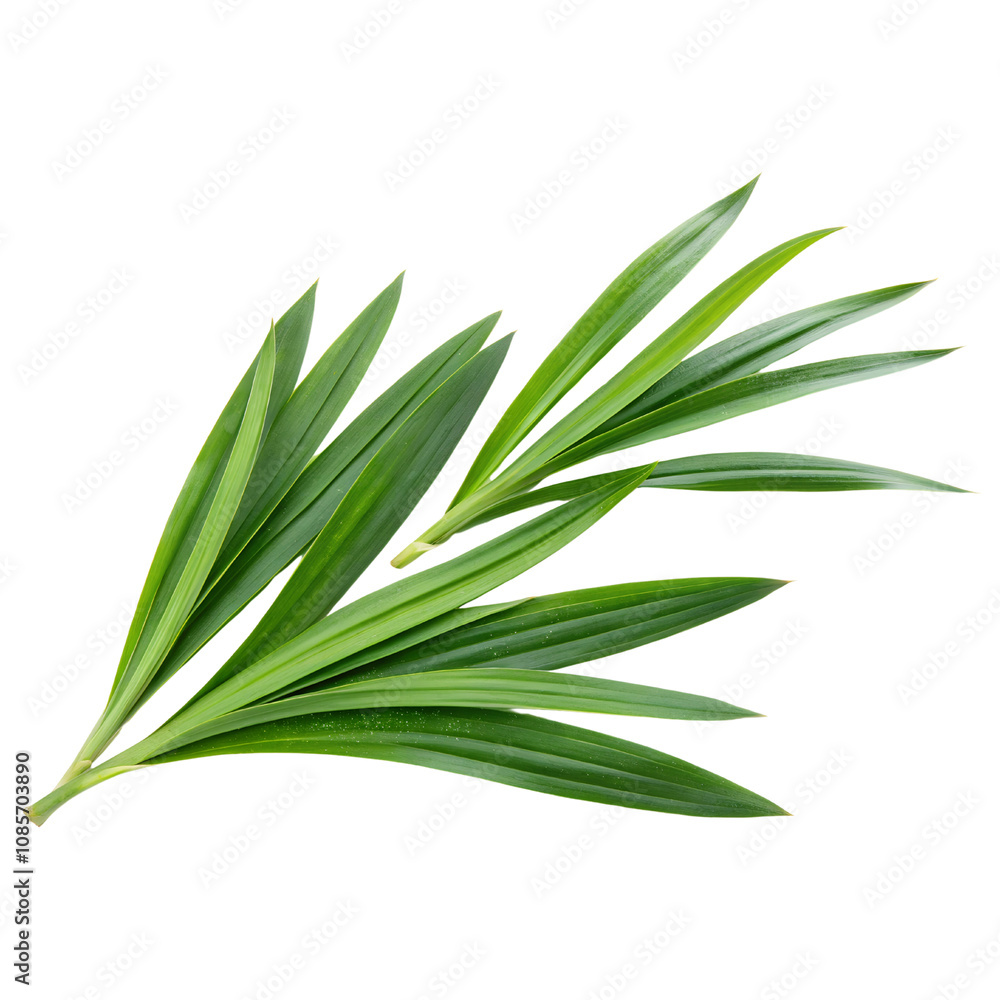 Obraz premium Fresh Pandan Leaves Arrangement Isolate On Transparent Background Cutout, PNG file, Cutout file