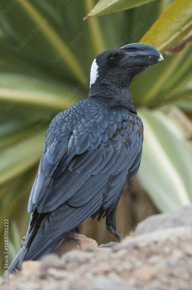 Obraz premium Thick-billed Raven (Corvus crassirostris), Simien mountains national park, Amhara region, North Ethiopia