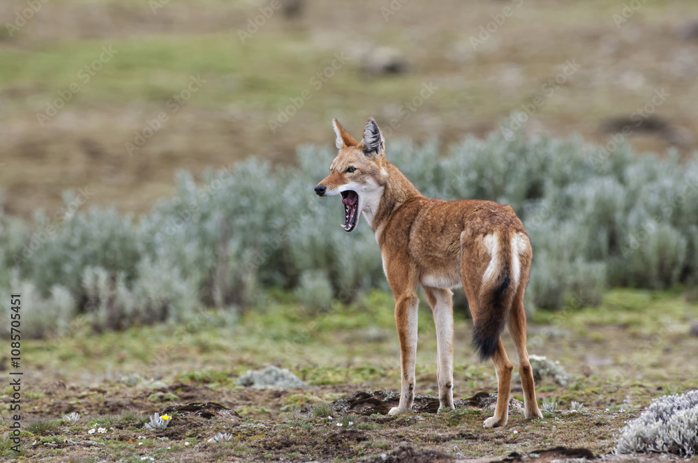 Ethiopian Wolf (Canis simensis), Bale mountains national park, Ethiopia Ethiopian Wolf (Canis simensis), Bale mountains national park, Ethiopia