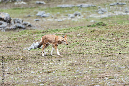 Ethiopian Wolf (Canis simensis), Bale mountains national park, Ethiopia photo