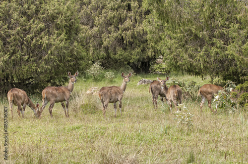 Mountain Nyalas (Tragelaphus buxtoni) or Balbok, Bale Mountains, Ethiopia photo