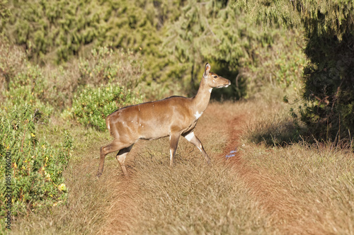 Mountain Nyala (Tragelaphus buxtoni) or Balbok, Bale Mountains, Ethiopia photo