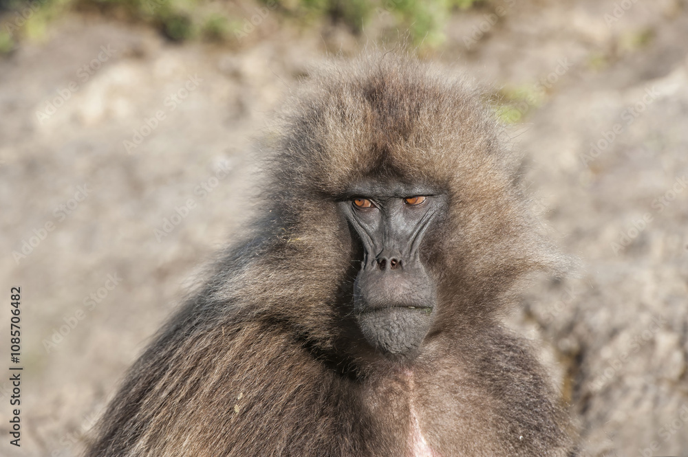Gelada baboon (Theropithecus Gelada), Simien mountains national park, Amhara region, North Ethiopia
