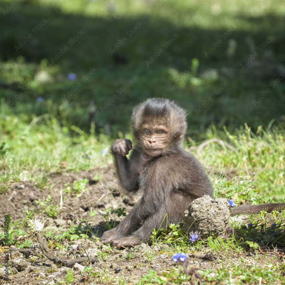 Baby Gelada baboon (Theropithecus Gelada), Simien mountains national park, Amhara region, North Ethiopia Baby Gelada baboon (Theropithecus Gelada), Simien mountains national park, Amhara region, North Ethiopia