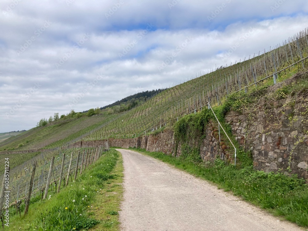Wanderweg durch die Weinberge an der Mosel bei Kröv Wanderweg durch die Weinberge an der Mosel bei Kröv