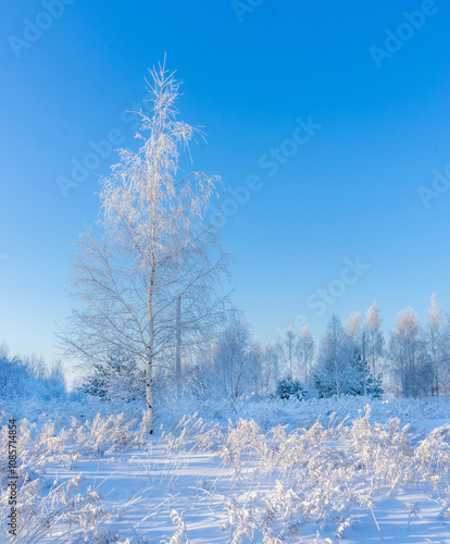White birch covered with snow on a frosty day just before sunset
