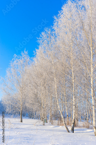 White birches covered with snow on a frosty day