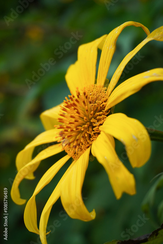 Tithonia diversifolia, girasol mexicana  photo