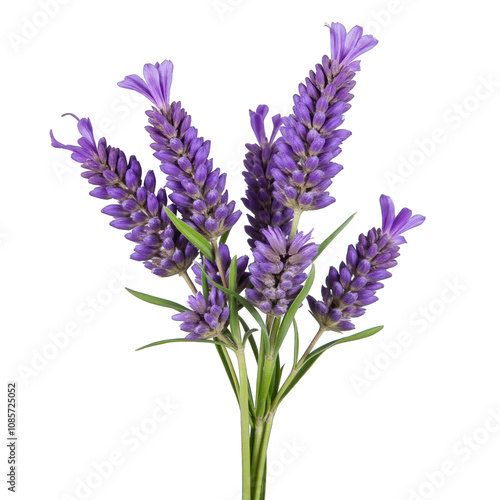 A bunch of lavender flowers isolated on white background PNG transparent