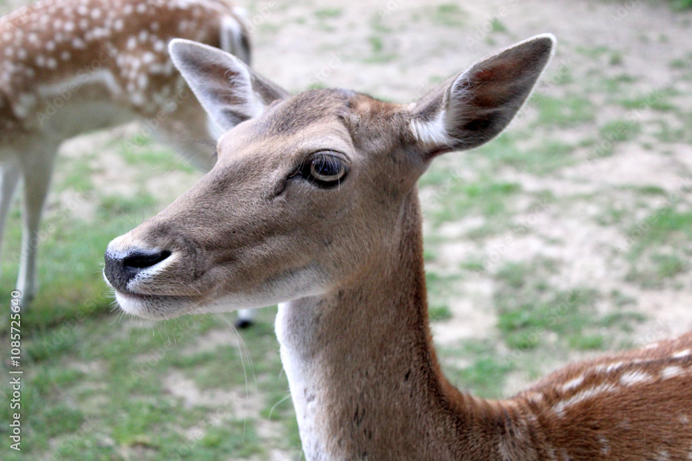 Hirsch, Dammwild, Grafenberger Wald, Wildpark