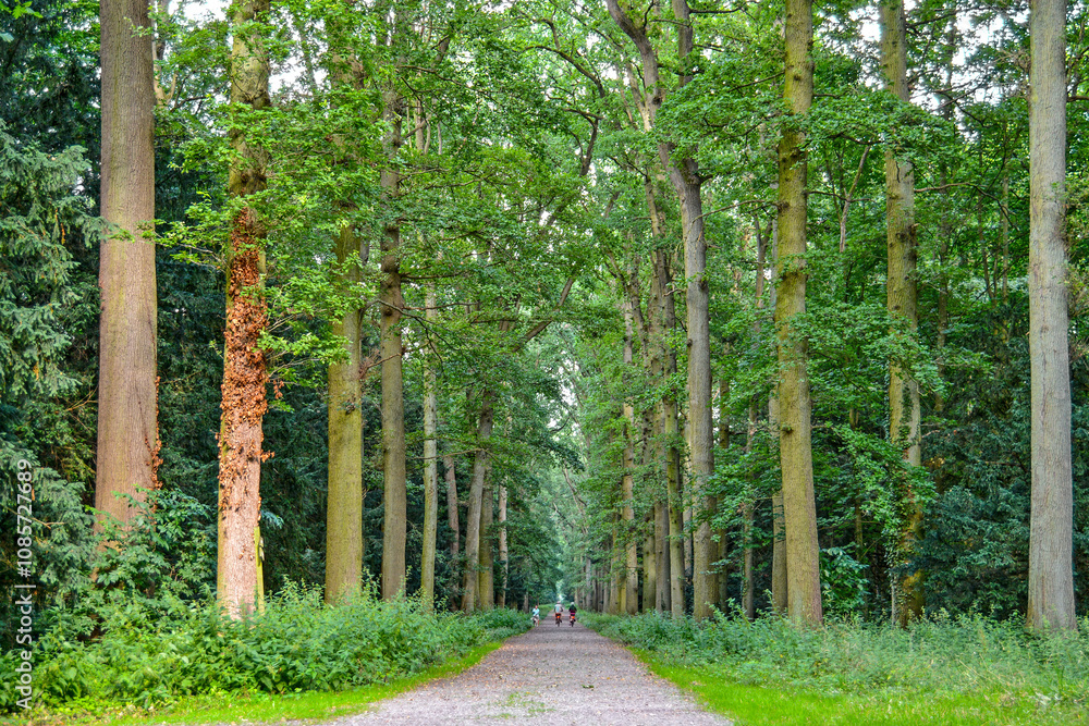 Park and forest in Belgium, Enghien Edingen
