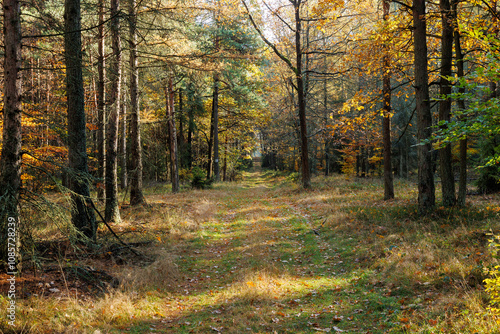 Fototapeta Naklejka Na Ścianę i Meble -  Leśna droga w Kaletach