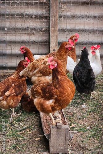 Farm Hens gather around feeding bowl