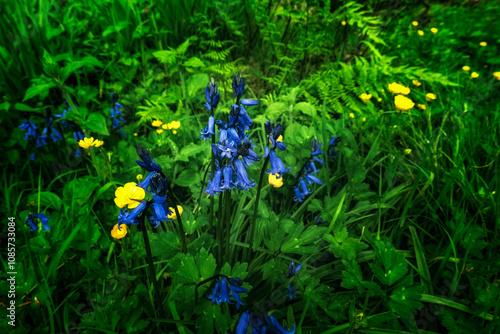 Yellow buttercups and bluebells grow amidst lush green grass and ferns. Several blooms are visible, showcasing vibrant colors. photo