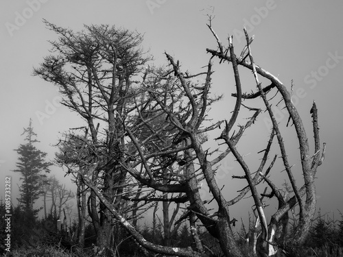 A captivating view of gnarled trees shrouded in thick fog, creating an eerie atmosphere in a quiet forest during early morning. Nature's beauty shines in this serene landscape. photo