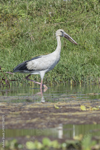 Asian Openbill Stork (Anastomus oscitans) walking in the water, Chitwan National Park, Nepal photo