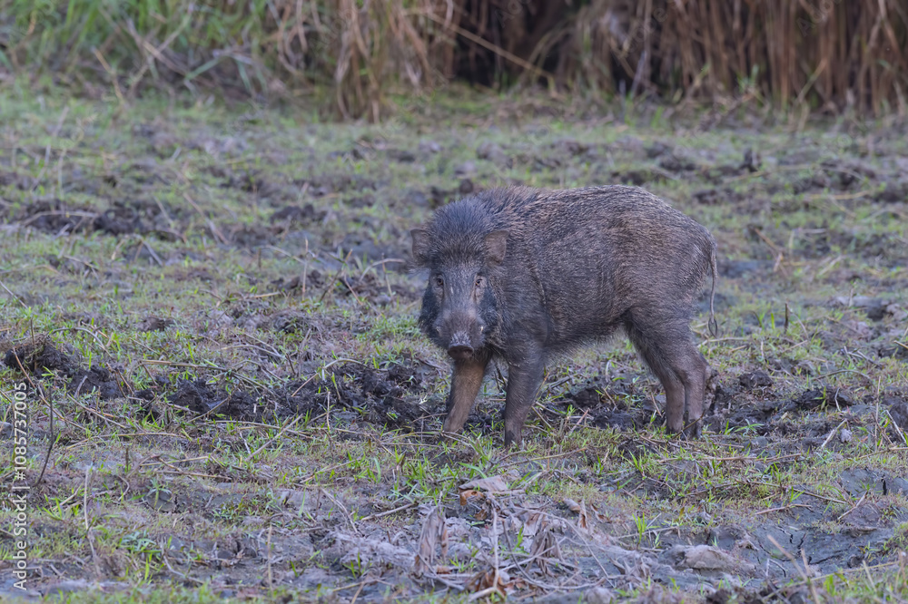 Indian Wild Boar (Sus scrofa cristatus), Chitwan National Park, Nepal Indian Wild Boar (Sus scrofa cristatus), Chitwan National Park, Nepal