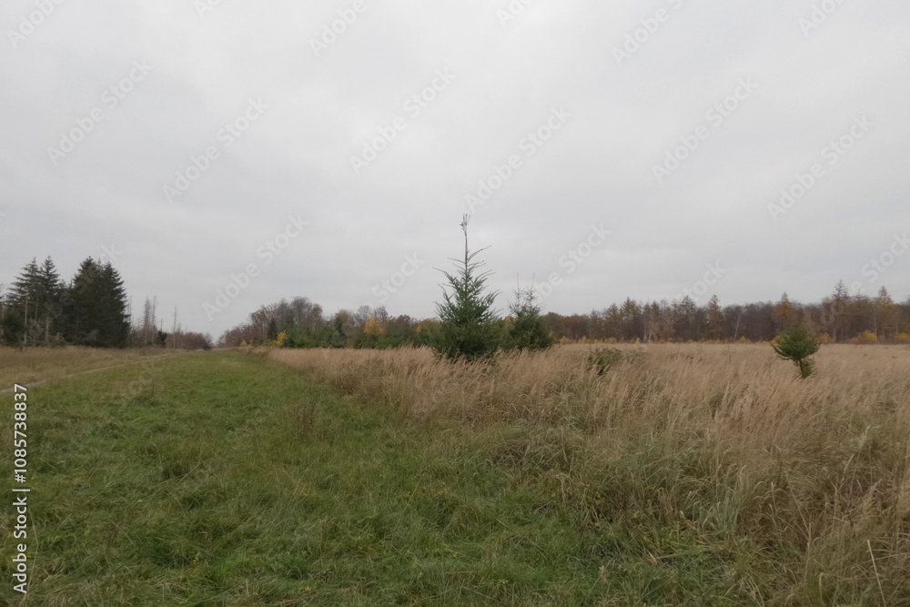 Obraz premium Reinhardswald, Germany - 11 17 2024: Future location of the wind turbine WEA02 in the Reinhardswald wind farm. Original condition before development.