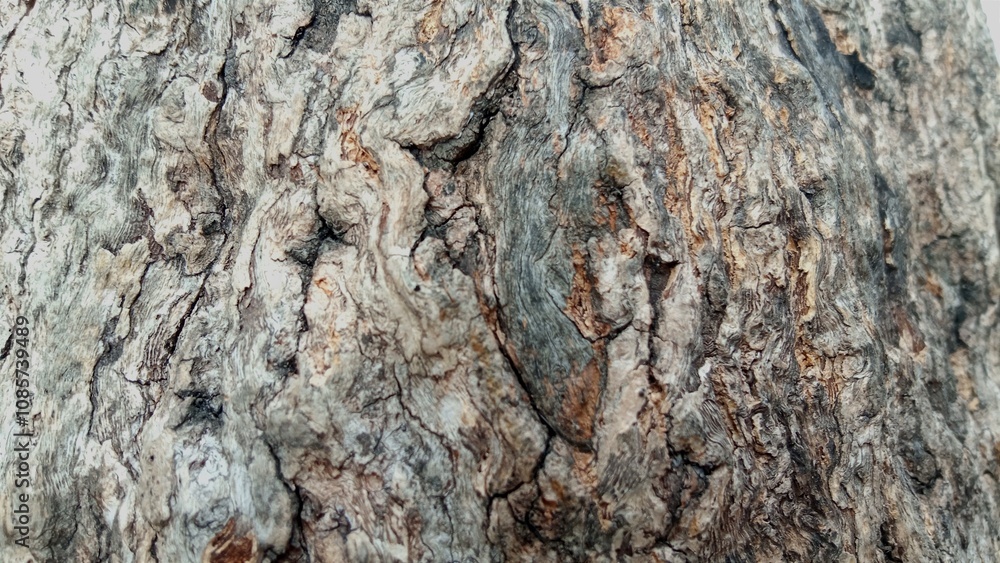 Close up of old tree bark, texture tree bark, suitable for nature themed Close up of old tree bark, texture tree bark, suitable for nature themed