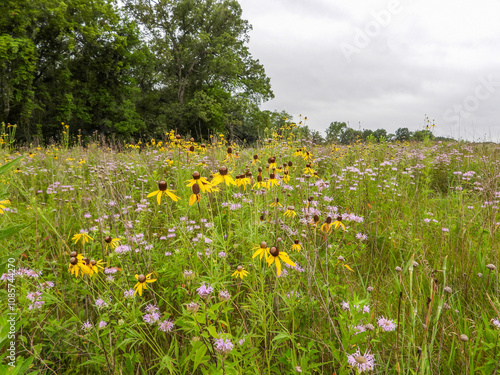 Ratibida pinnata | Yellow Coneflower | Native North American Prairie Wildflower