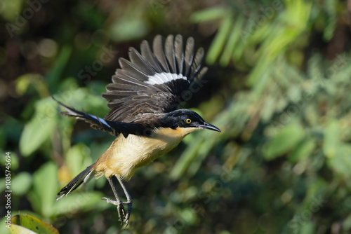 Black capped Donacobius (Donacobius atricapilla) in flight in the tropical forest, Alta Floresta, Amazon, Brazil photo