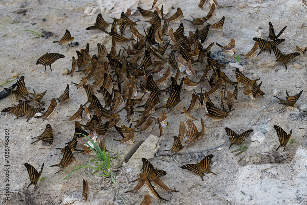Flock of butterflies on muddy ground, Alta Floresta, Amazon, Brazil Flock of butterflies on muddy ground, Alta Floresta, Amazon, Brazil