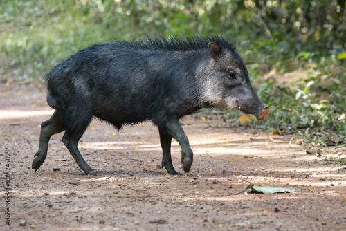 White-lipped Peccary (Tayassu pecari) crossing a forest track, Alta Floresta, Amazon, Brazil photo