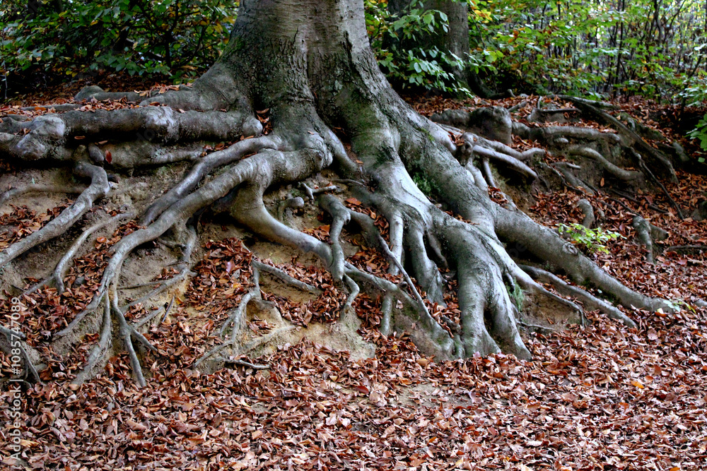 Wald, Bäume, Laub, Blattkleid, Grafenberger Wald, Düsseldorf Wald, Bäume, Laub, Blattkleid, Grafenberger Wald, Düsseldorf