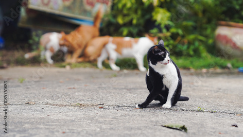 Photography A black and white cat sits in the foreground, while two dogs play in the background, amidst a lush green setting