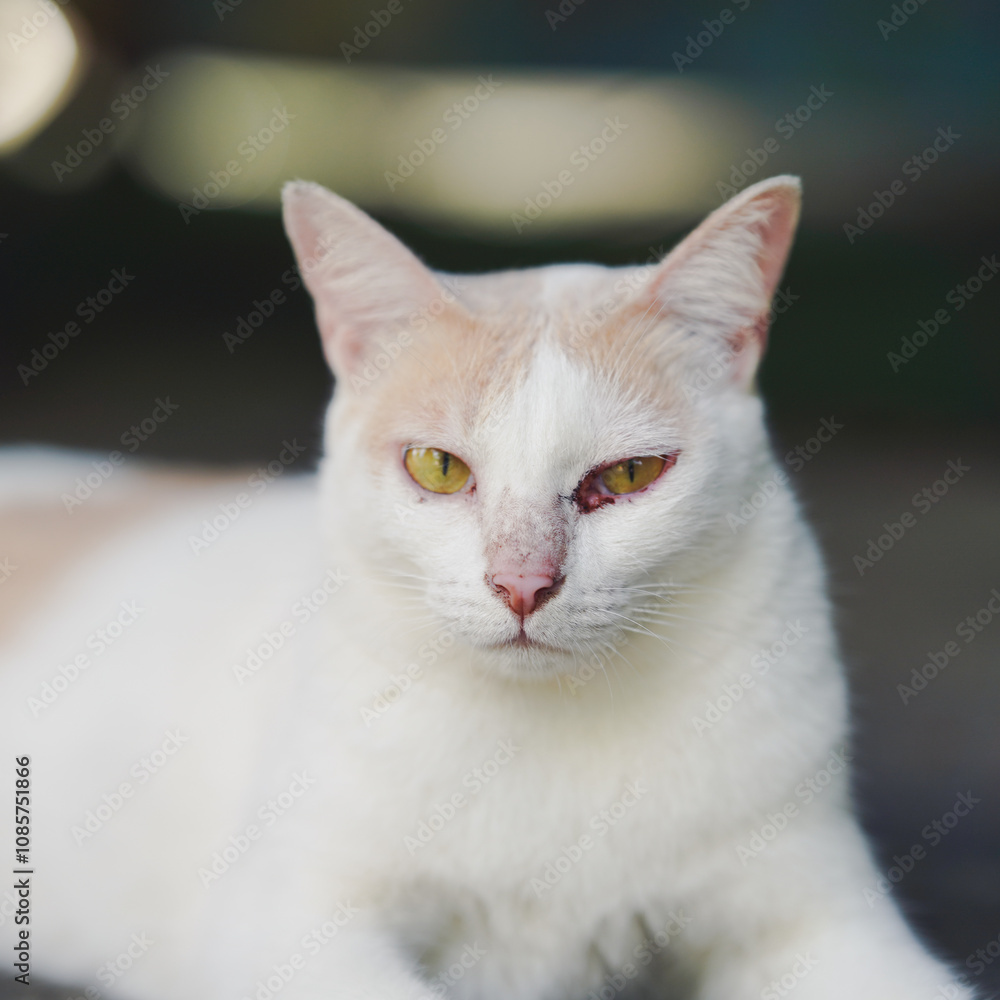 Close-up of a white and cream-colored cat with piercing yellow eyes and a visible eyes injury lying outdoors on a blurred background. Close-up of a white and cream-colored cat with piercing yellow eyes and a visible eyes injury lying outdoors on a blurred background.