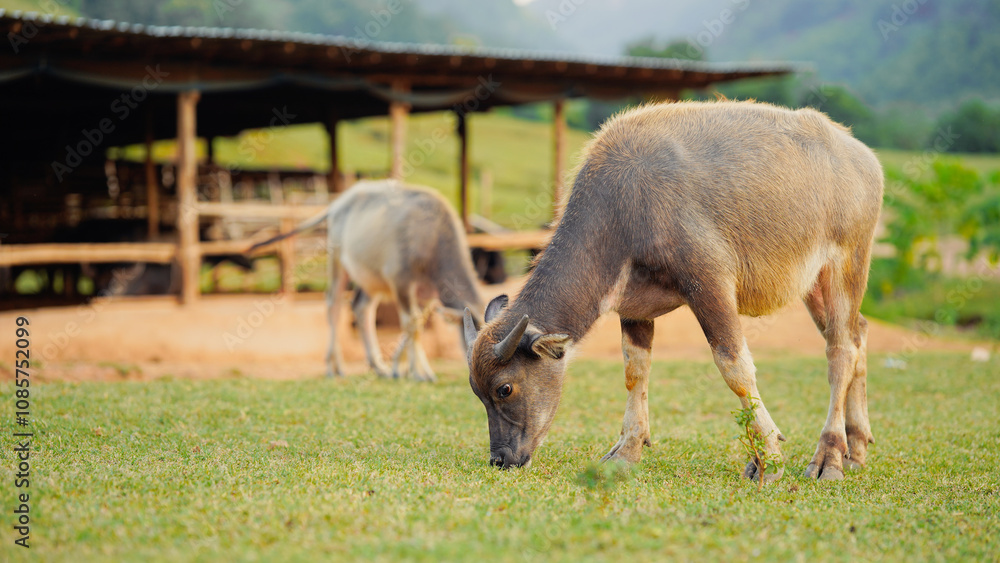 The image shows two sheep grazing on lush green grass in a tranquil rural setting with a rustic shelter in the background. The image shows two sheep grazing on lush green grass in a tranquil rural setting with a rustic shelter in the background.