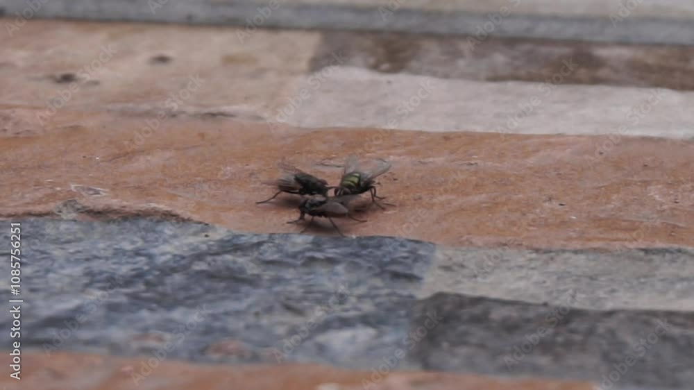 video of flies swarming around looking for food, on the floor video of flies swarming around looking for food, on the floor