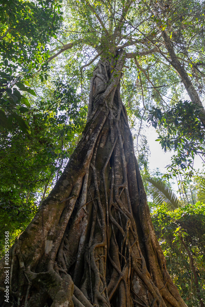 Fototapeta premium Big tree in rain forest. Luang Prabang, Laos.